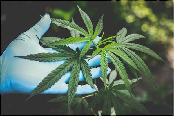 News: Festnahme nach Cannabis Entsorgung auf Balkon