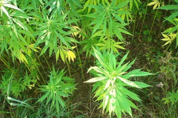 EU zertifizierter Nutzhanf zur Herstellung von CBD Öl Tropfen