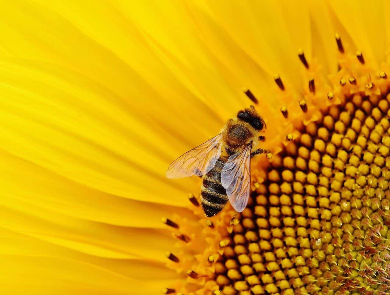 Vermehrte Anbauflächen: Hilft Hanf auch den bedrohten Bienen