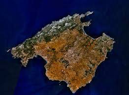 Auf Mallorca wächst ein CBD-Wald