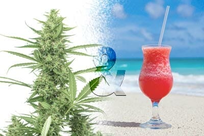 CBD und Alkohol