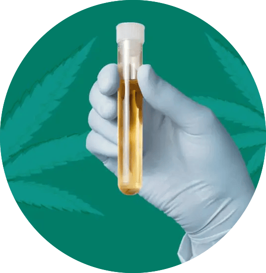 CBD Öl Test