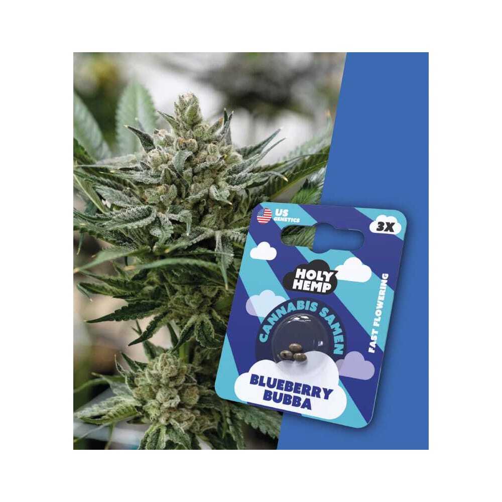 Holy Hemp: Fast-Flowering Cannabis Samen (US Züchtung) – Bild 2