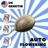 Holy Hemp: Auto-Flowering Cannabis Samen (US Züchtung)