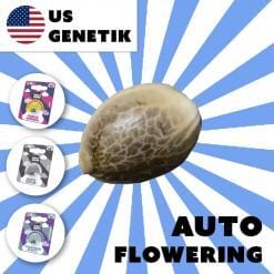 Holy Hemp: Auto-Flowering Cannabis Samen (US Züchtung)