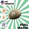 Holy Hemp: Full Season Cannabis Samen (US Züchtung)