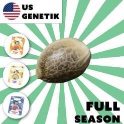 Holy Hemp: Full Season Cannabis Samen (US Züchtung)